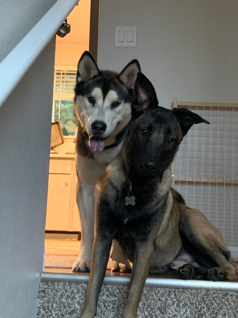 Two dogs — a Husky mix and a Belgian Malinois — on the stairs